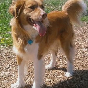 Meet your Posher, Sierra